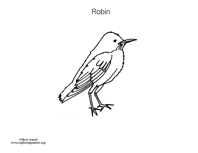 robin