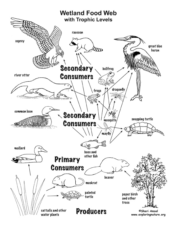 Wetland Habitat Mural