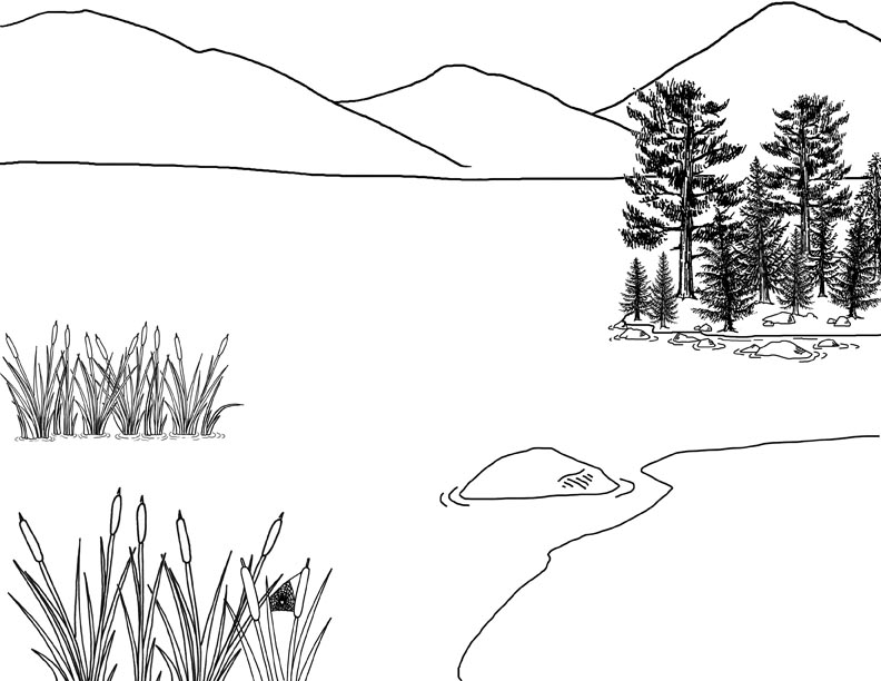 Wetland Habitat Mural