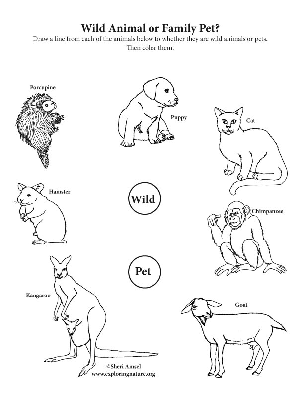 Wild Animal or Pet? Activity