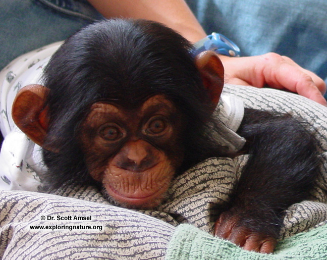 Chimpanzee
