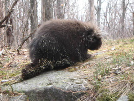 Porcupine Photograph