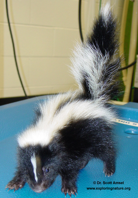 baby striped skunk