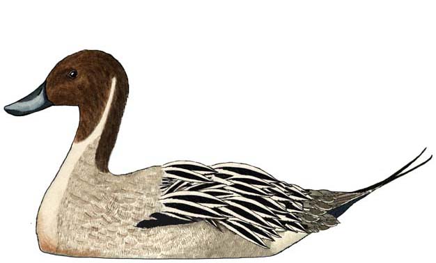 Duck (Northern Pintail)