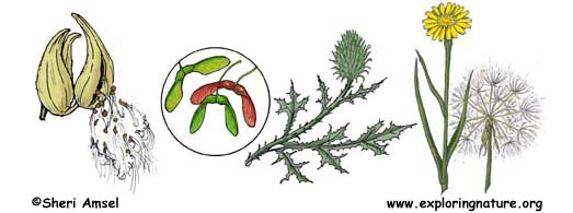 Seed Dispersal Adaptation - Authentic Performance
