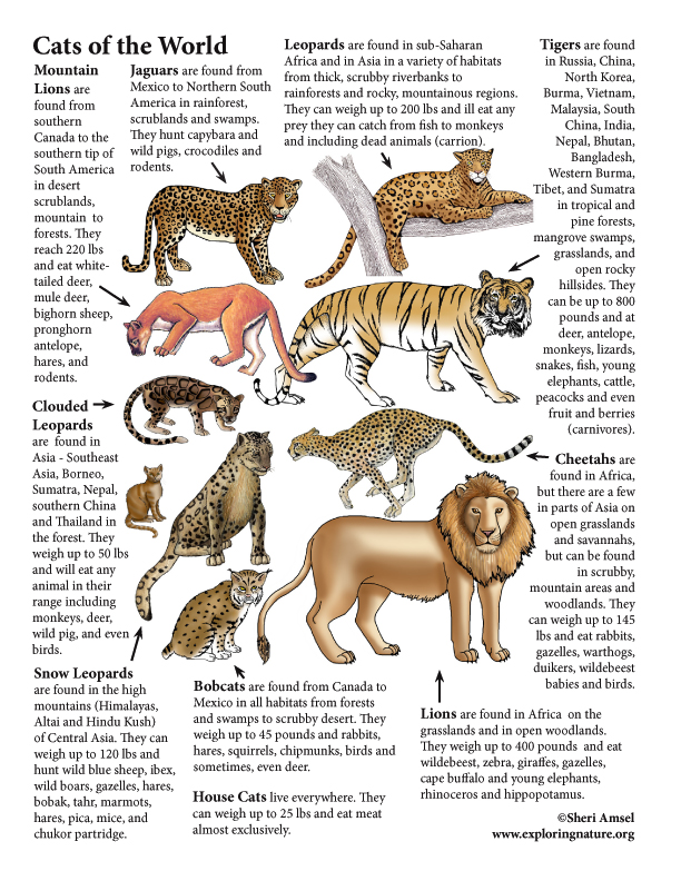 Cats of the World (with Text)