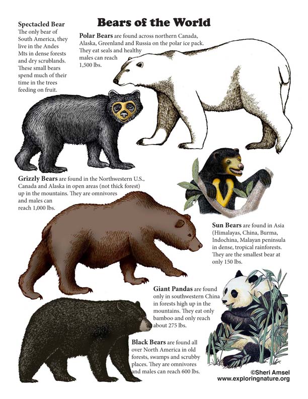 Bear of the World Poster (with Text)