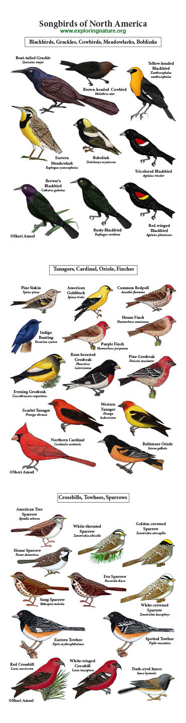 Songbirds Giants Poster - Blackbirds, Grosbeaks, Finches, Sparrow, Crossbills and More