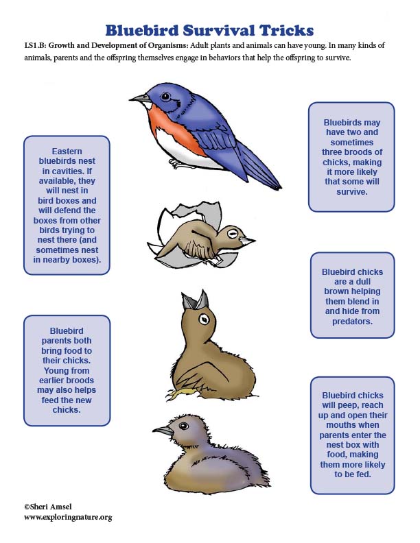Bluebird Survival Tricks - Mini-Poster