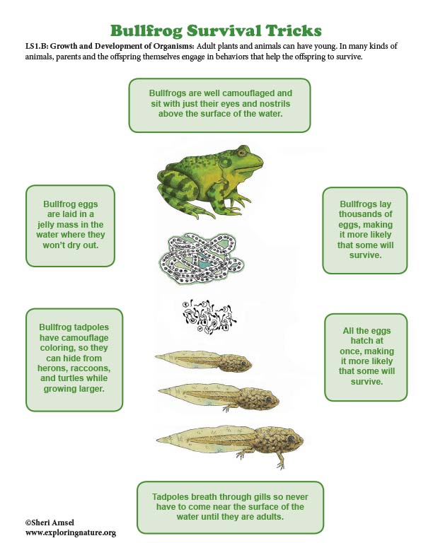 Bullfrog Survival Tricks - Mini-Poster