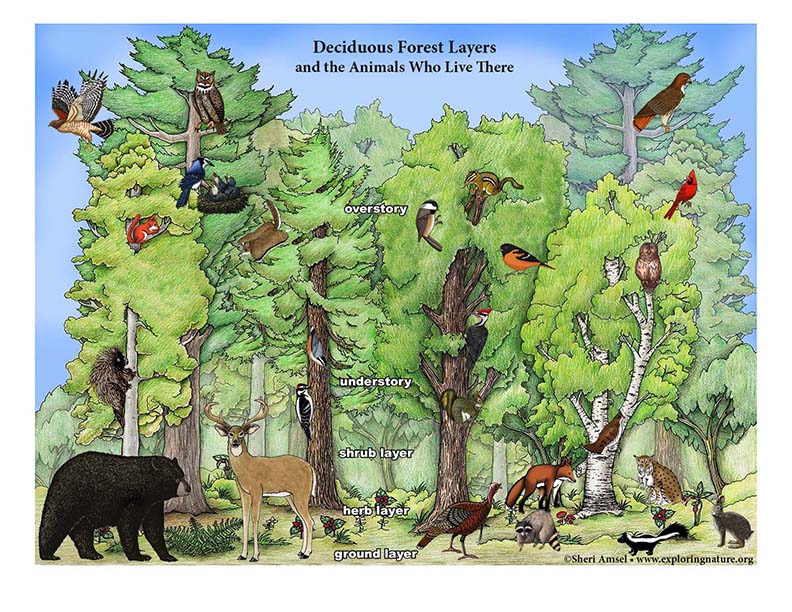 Forest Layers and Animals - Giant Poster Building (and Coloring) Activities
