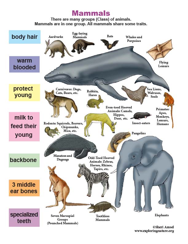 Mammal Traits Mini-Poster