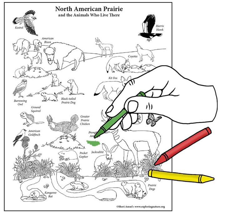 American Prairie - Giant Coloring Poster Building Activity