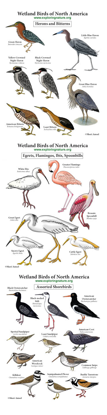Wading and Shorebirds Giant Poster