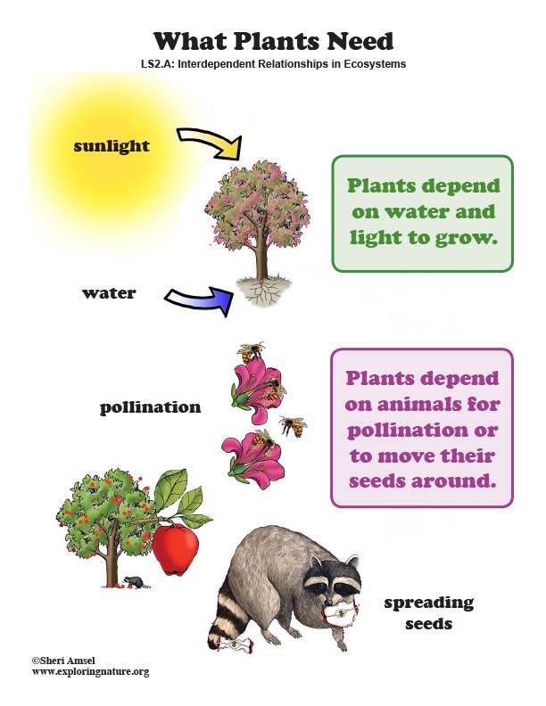 What Plants Need - Poster