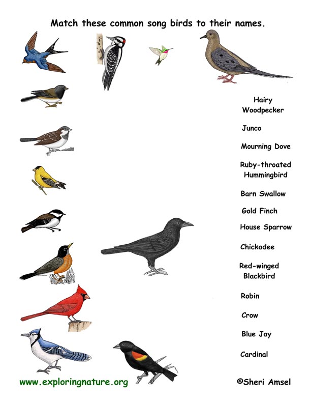 Name the Songbirds - Matching Quiz