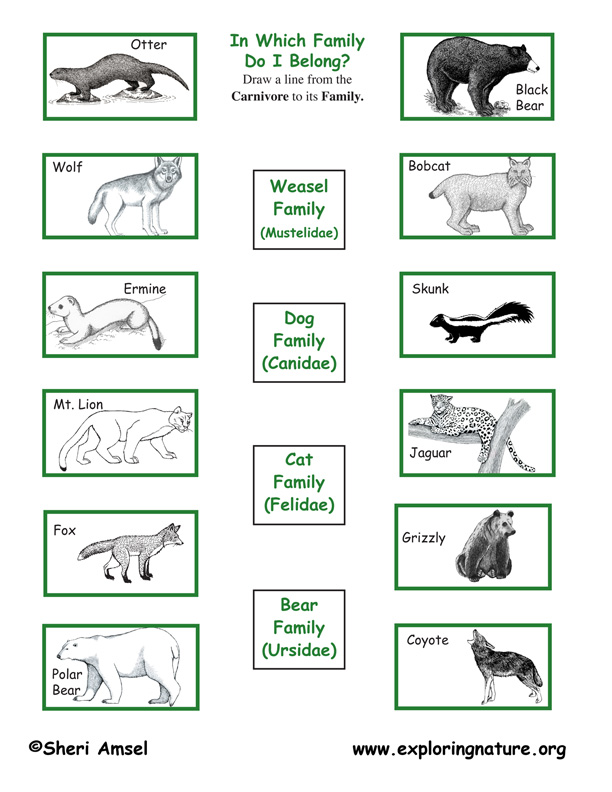 Carnivore Family - Matching Quiz