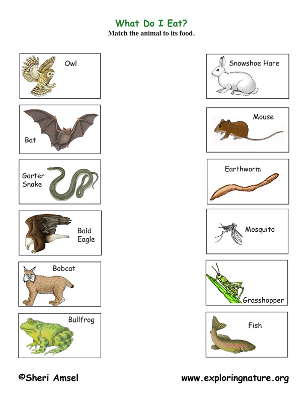 Predator Prey - Matching Quiz