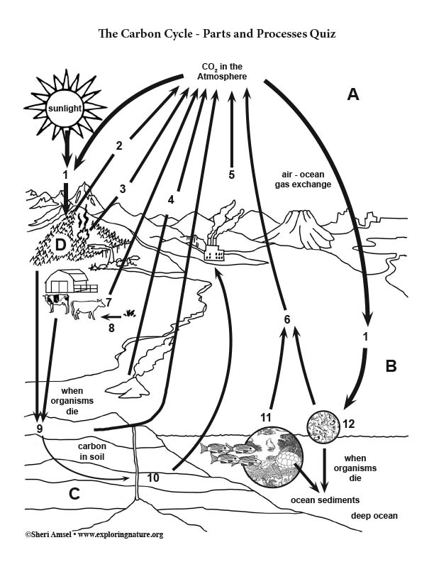Carbon Cycle - Parts and Processes Quiz