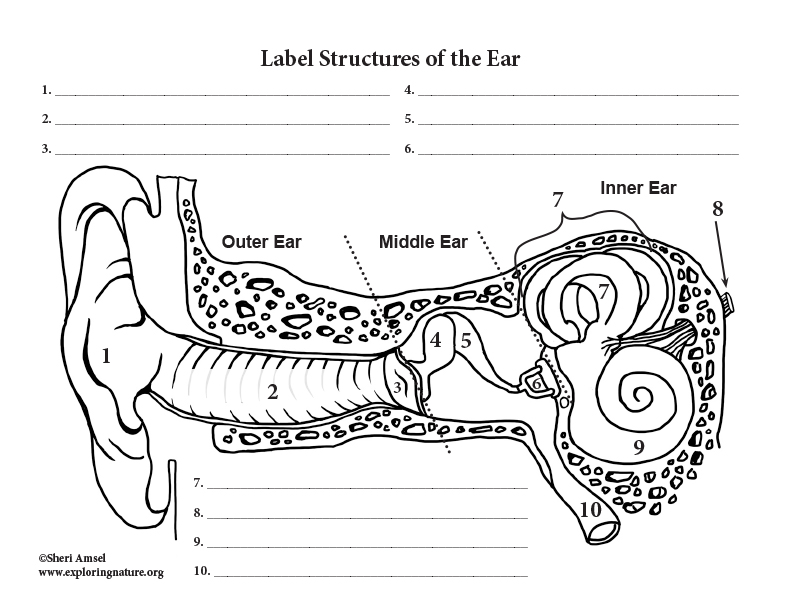 Parts of the Ear – Fill In the Blank