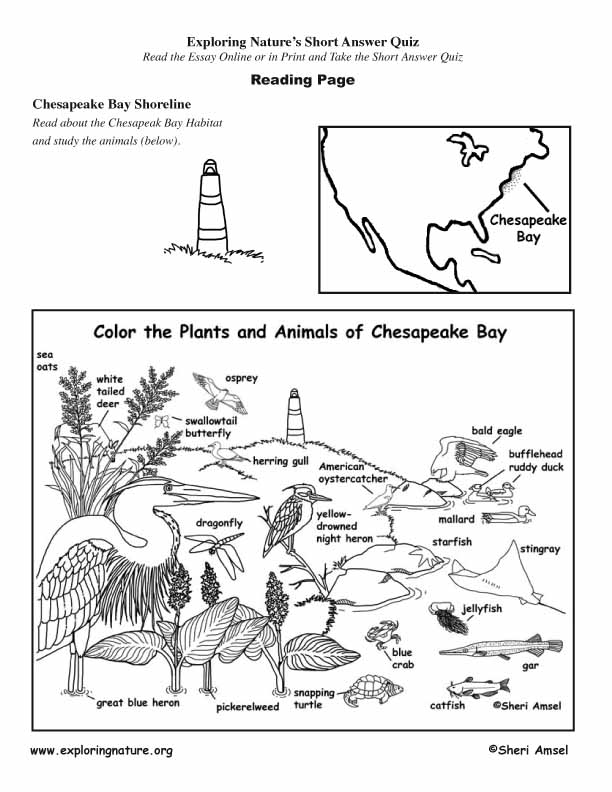 Chesapeake Bay - Read and React Quiz