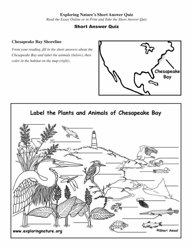 Chesapeake Bay - Read and React Quiz