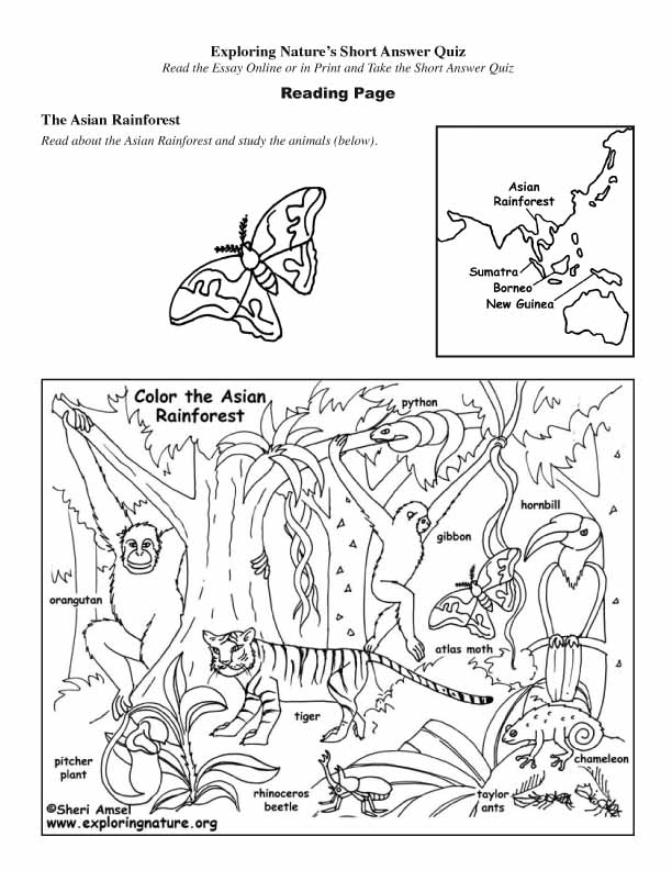 Asian Rainforest - Read and React Quiz