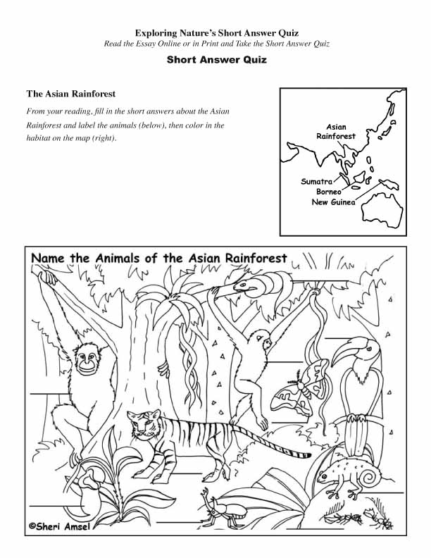 Asian Rainforest - Read and React Quiz