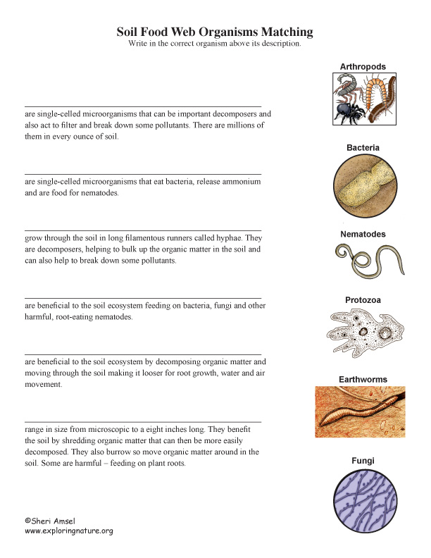 Soil Food Web Organisms Matching