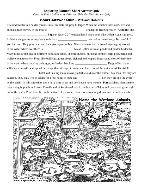 Wetland - Read and React Quiz