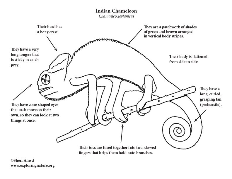 (Indian Chameleon Coloring Page