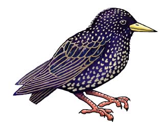 Starling