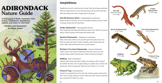 Drawing Adirondack Wildlife