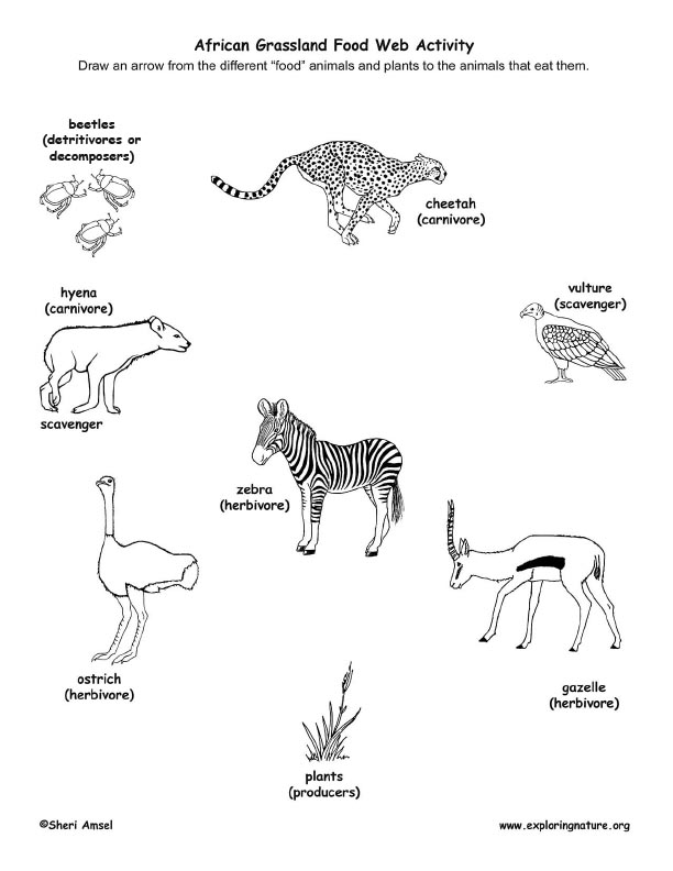 African Grassland Habitat Food Web Puppet Show (Pre-K- Grade 2)