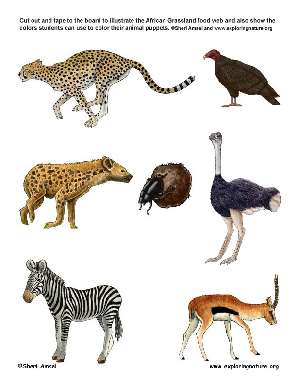 African Grassland Habitat Food Web Puppet Show (Pre-K- Grade 2)