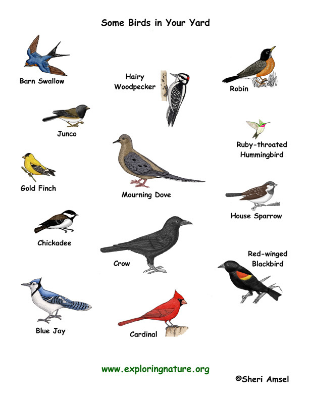 Bird Research - Your First Investigation