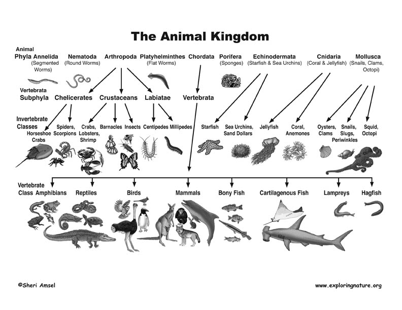 Classification - chart