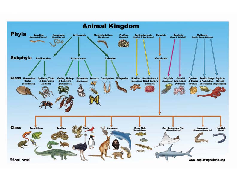 Classification - chart COLOR