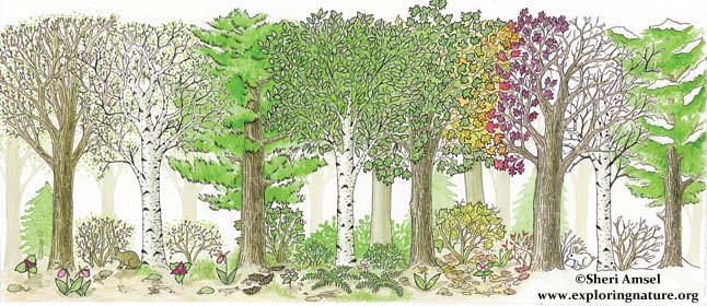 Trees