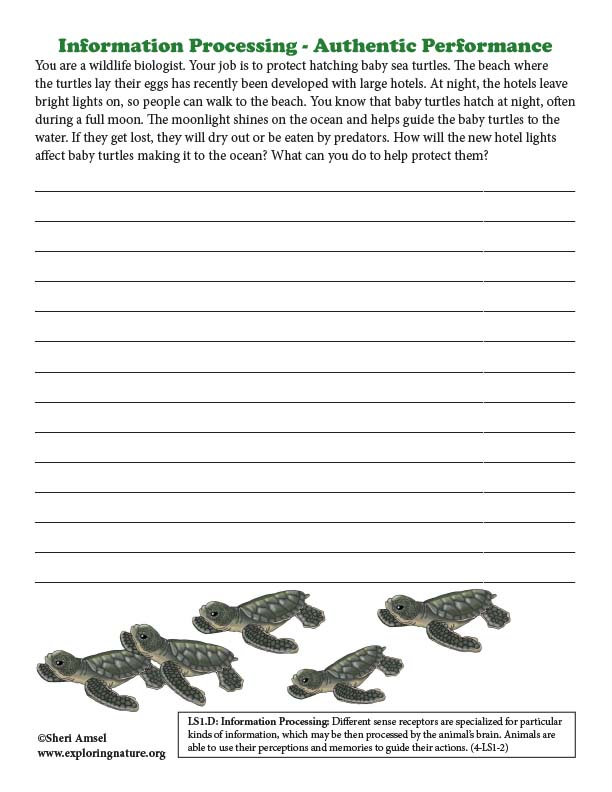 Information Processing - Protecting Sea Turtles - Authentic Performance