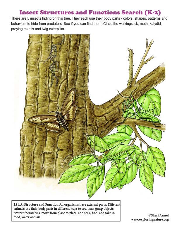 Insect Structures and Functions Search (K-2)