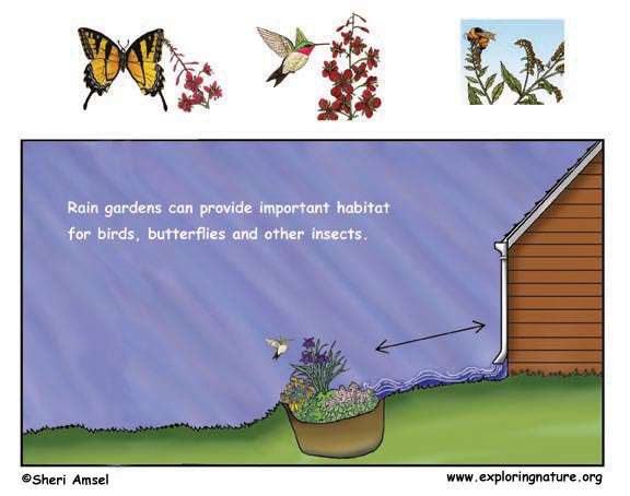Rain garden drainage