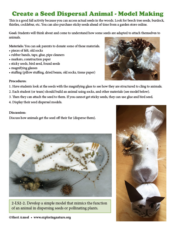 Seed Dispersal Animal - Model Making