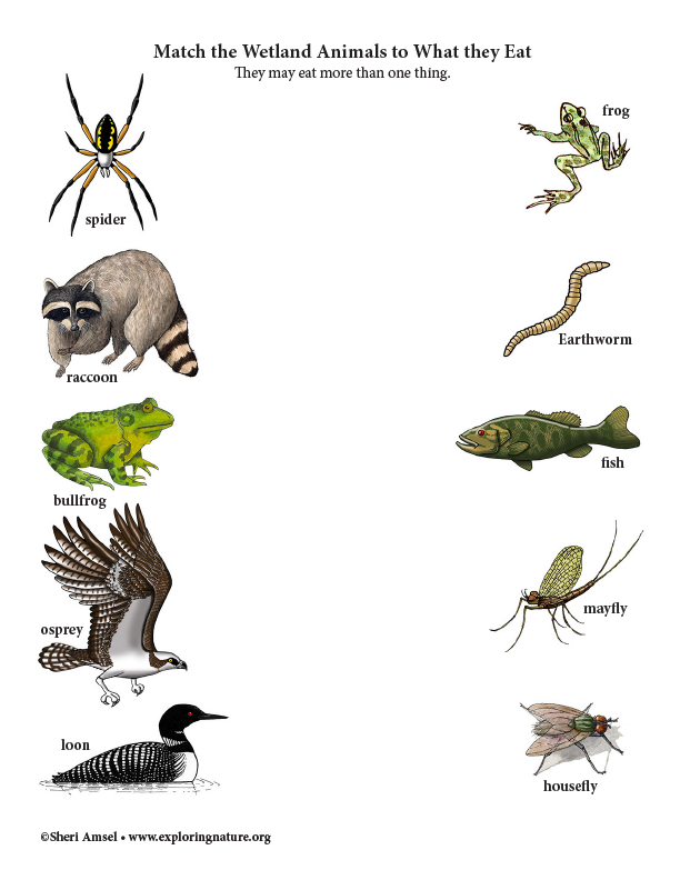 What Do I Eat? Match the Wetland Animal to its Food