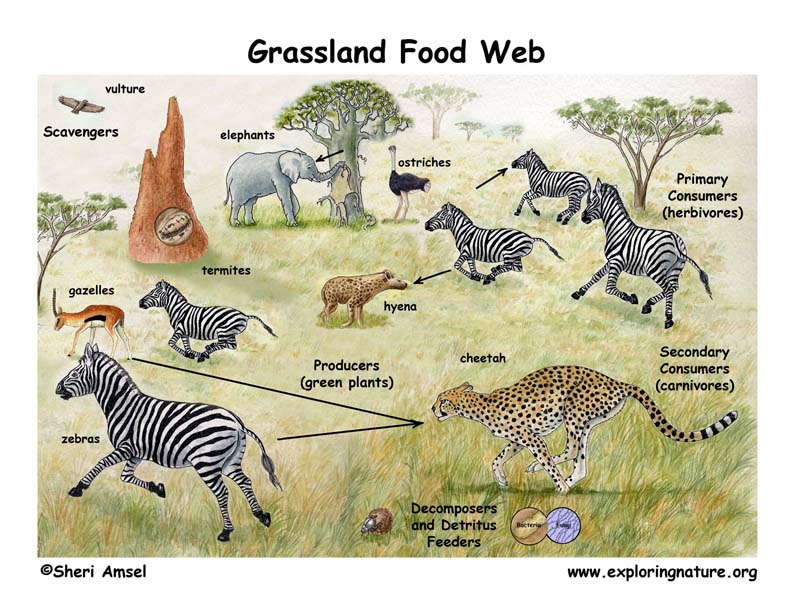 African Grassland Habitat Food Web Puppet Show (Pre-K- Grade 2)