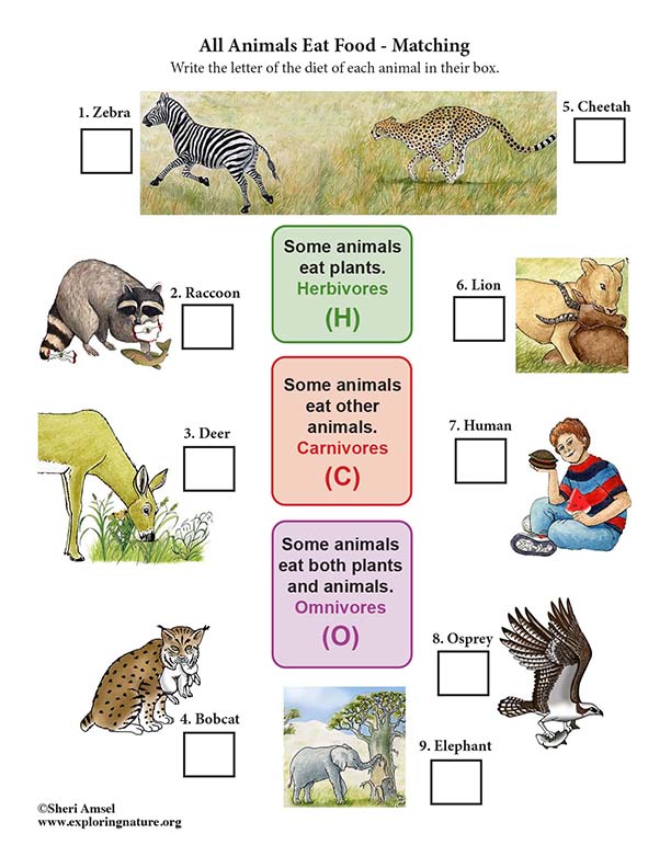 All Animals Need Food  - Matching (5th Grade NGSS)