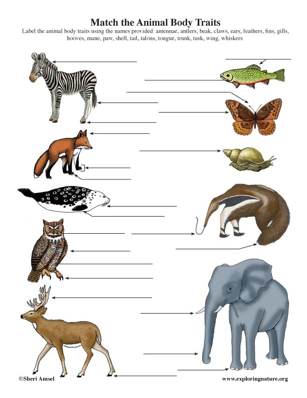 Animal Traits - Matching