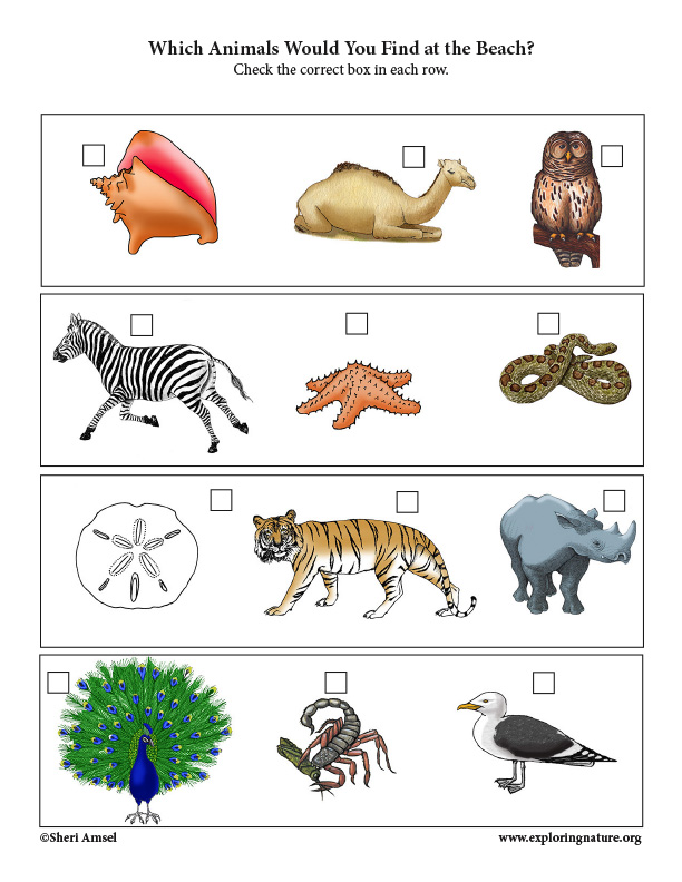 Which Might You Find at the Beach? Critical Thinking Activity
