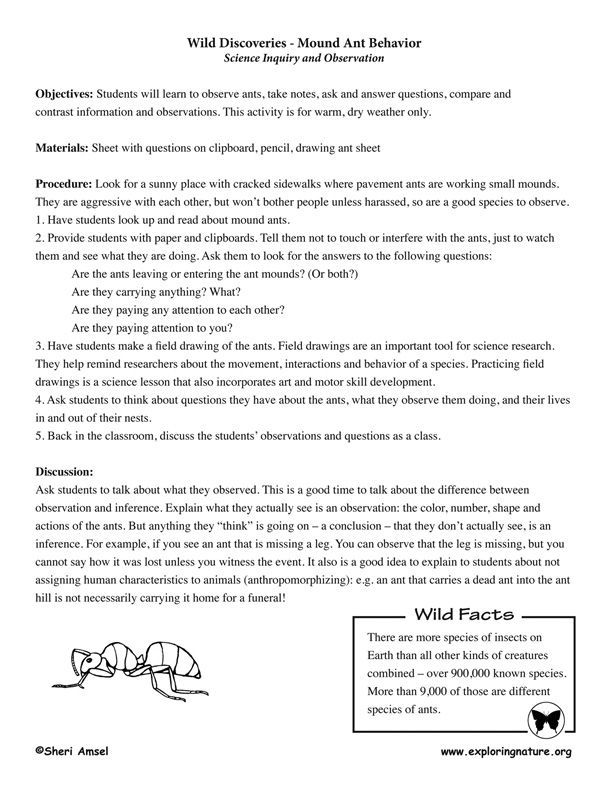 Ant Activities - Reading, Drawing and Inquiry