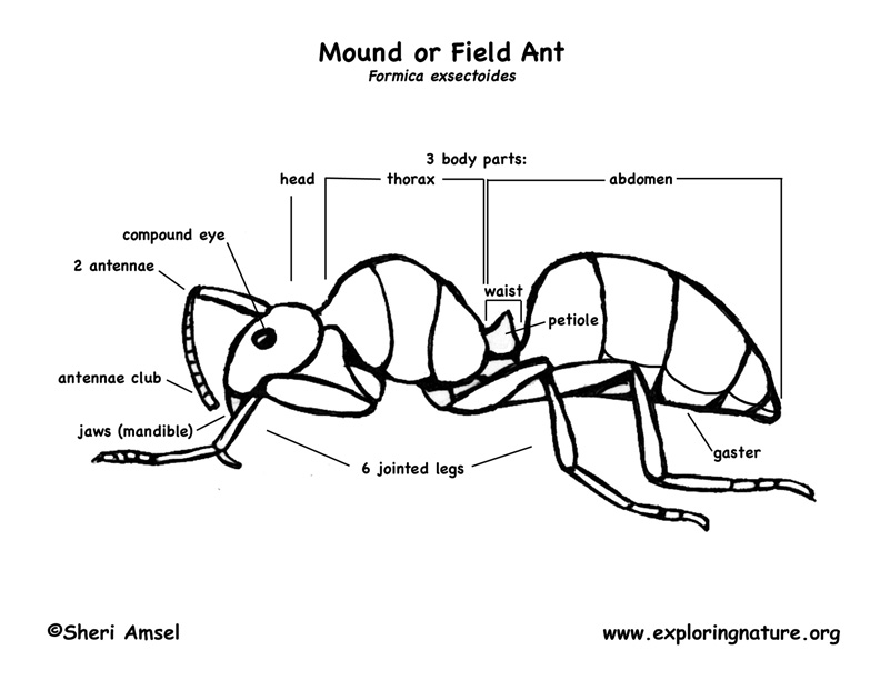 Ant Activities - Reading, Drawing and Inquiry